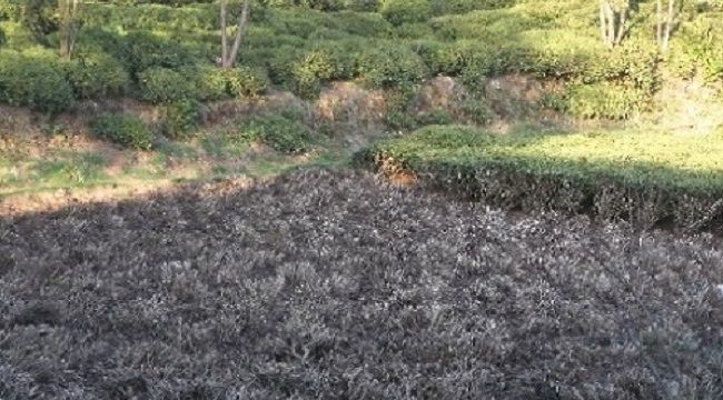 Çay budama projesinin süresi uzatıldı