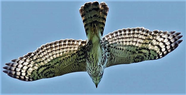 Rize’de Sahte Kuşla Atmaca Avı