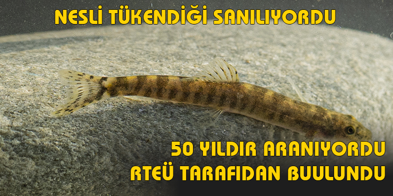 RTEÜ Bilim İnsanları Nesli Tükenmek Üzere Olan Balığı Buldu
