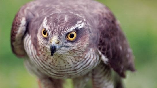 Atmacalarda Yeni Malatyaspor müsabakası öncesi son durum