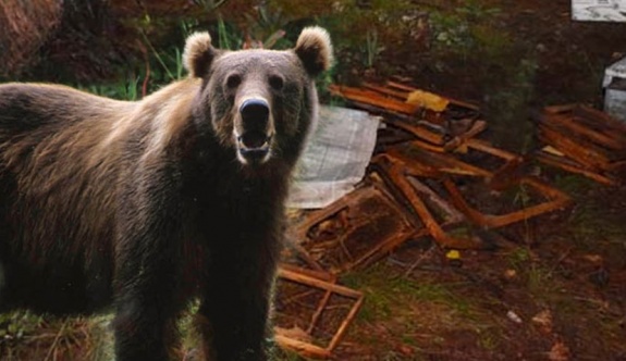 Artvin’de Ayılar Arı Kovanlarını Parçaladı