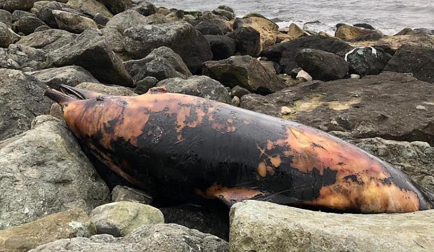 Rize’de Ölü Yunuslar  Sahile Vurdu