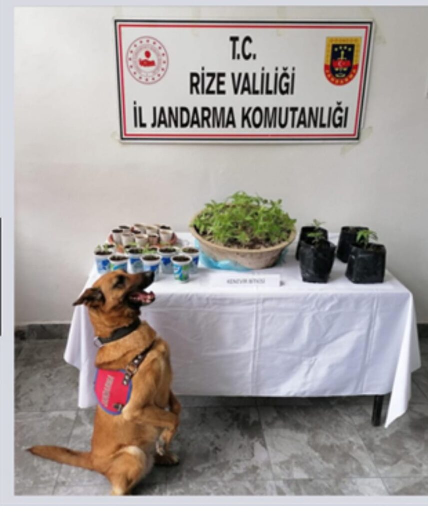 Rize’de uyuşturucu operasyonunda gözaltı
