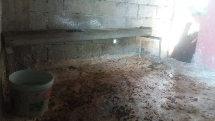 Rize’de ayı ahırdaki kurbanlık koyunu aldı