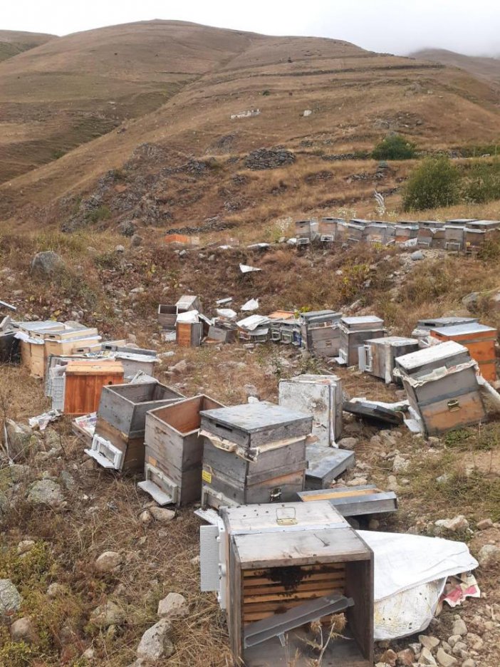 Ayılar Anzer balının tadına baktı