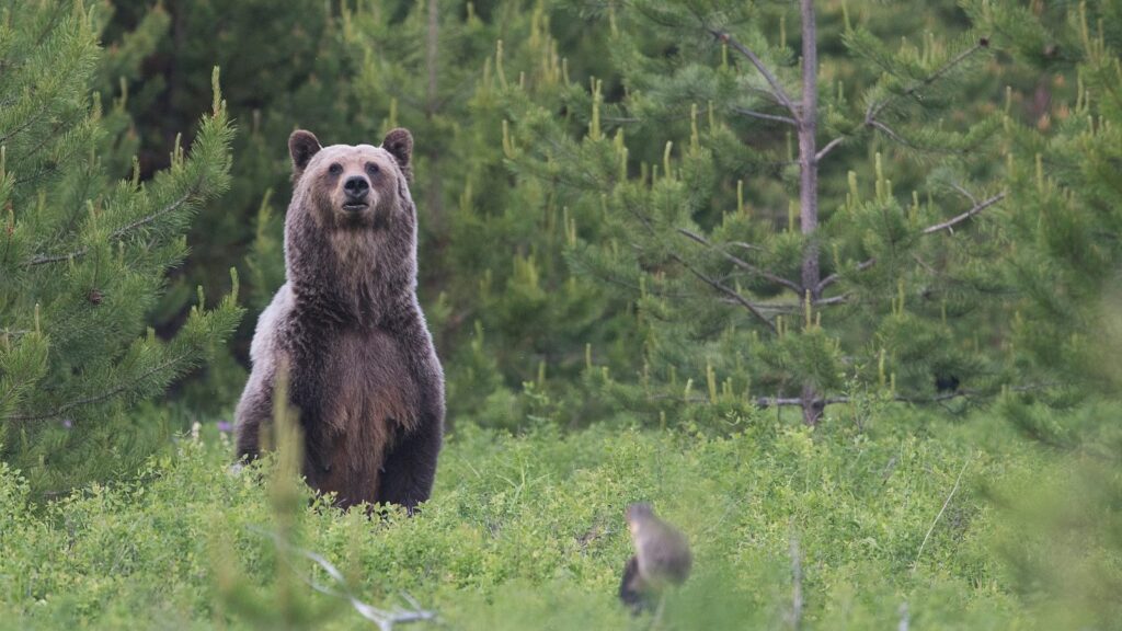 Rize’nin İkizdere İlçesinde Ayılar Köye İndi