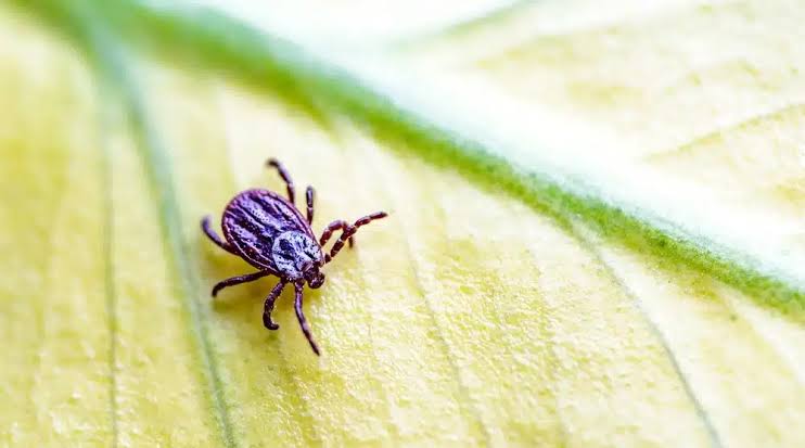 Keklik avı yasaklansın keneler can alıyor