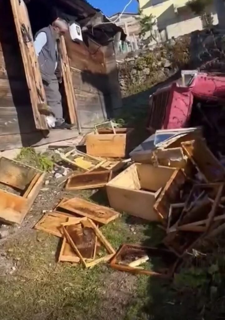 Rize İkizdere’de Ayılar açmadık ev bırakmıyor