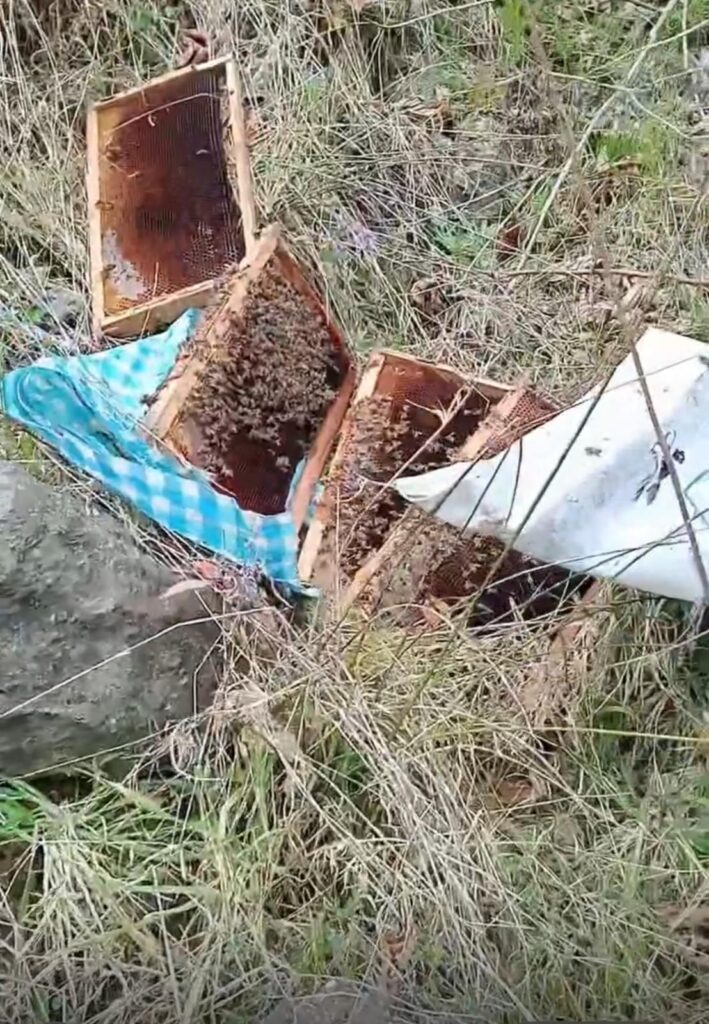 Rize’nin Pazar İlçesinde Ayı Arıları Talan Etti