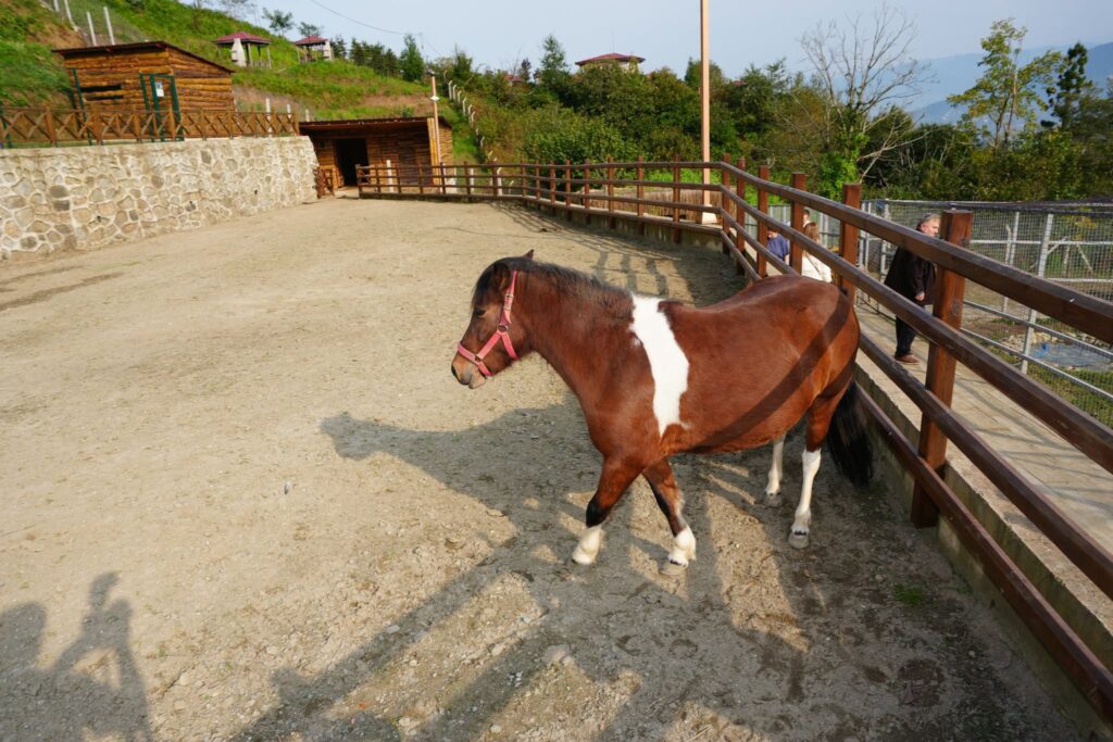 Rize Isırlık Hobi Hayvanat Bahçesi Açılışı